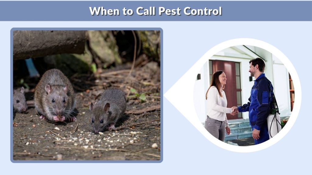 When to Call Pest Control