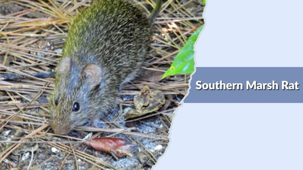 Southern Marsh Rat