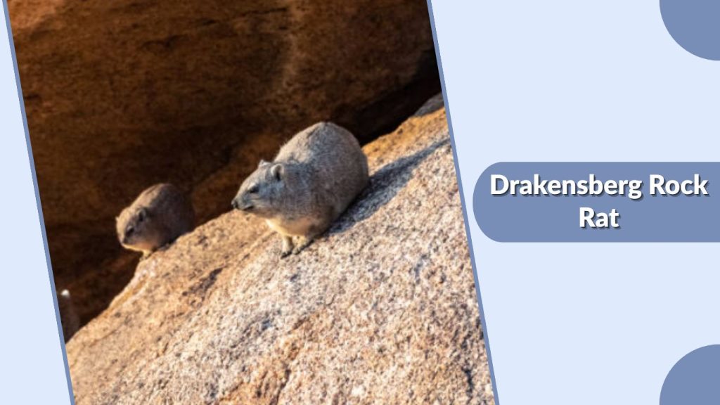 Drakensberg Rock Rat
