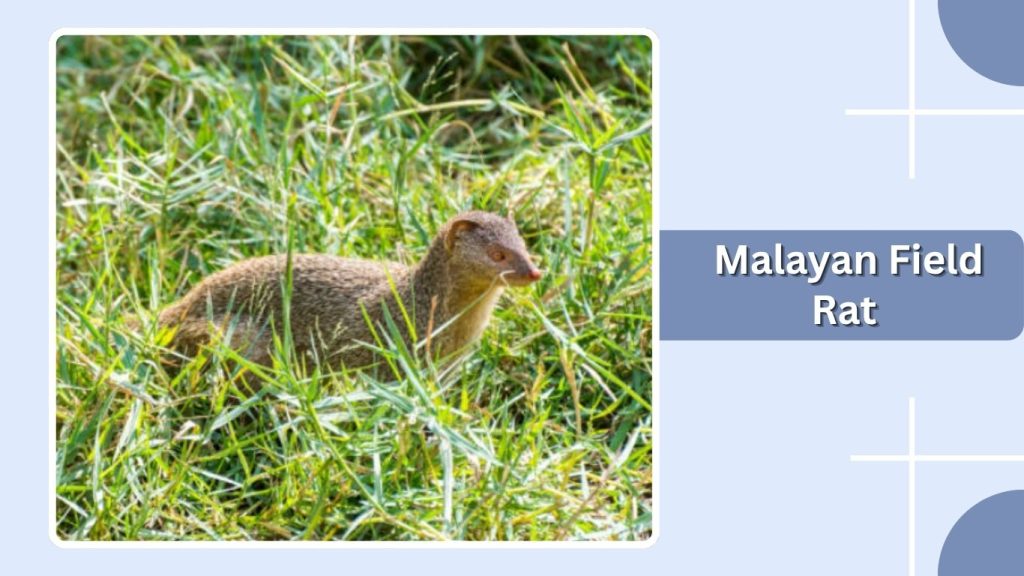 Malayan Field Rat
