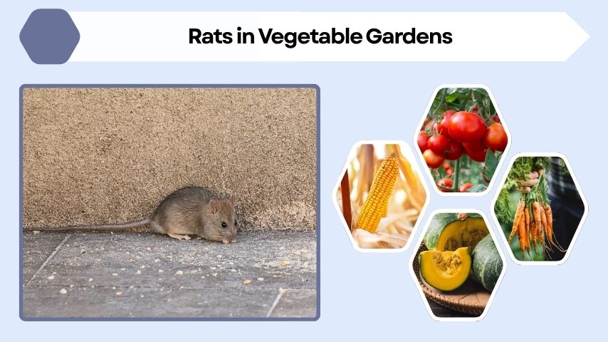 Rats in Vegetable Gardens
