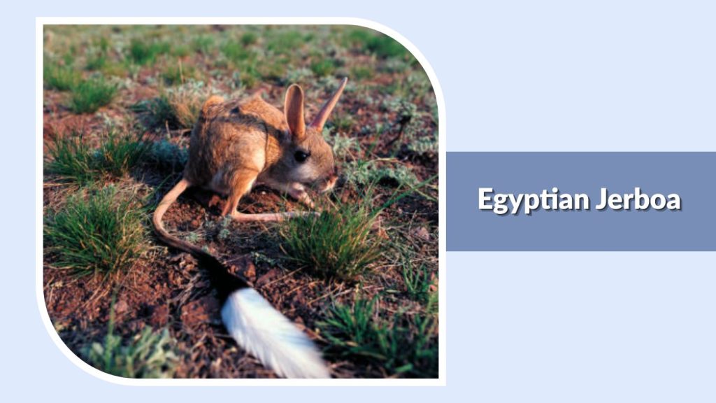 Egyptian Jerboa