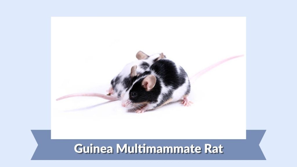 Guinea Multimammate Rat
