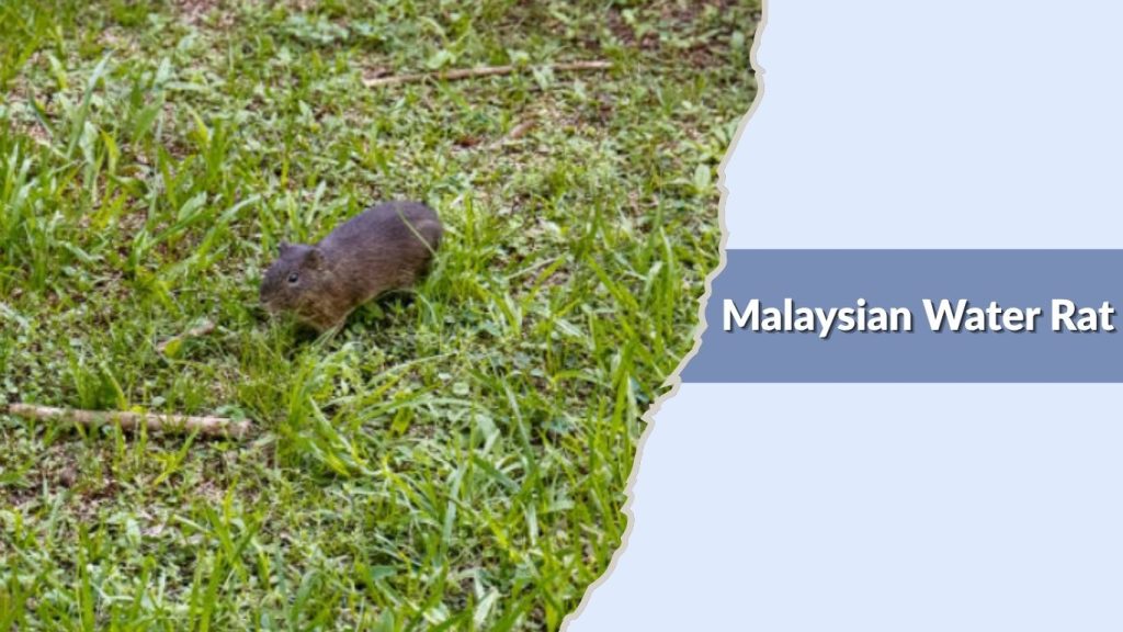 Malaysian Water Rat