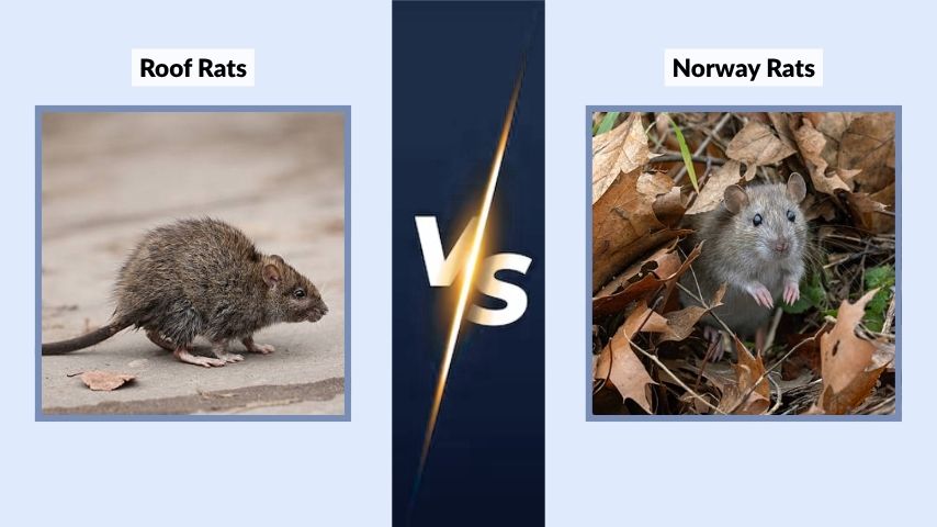 Roof Rats vs Norway Rats