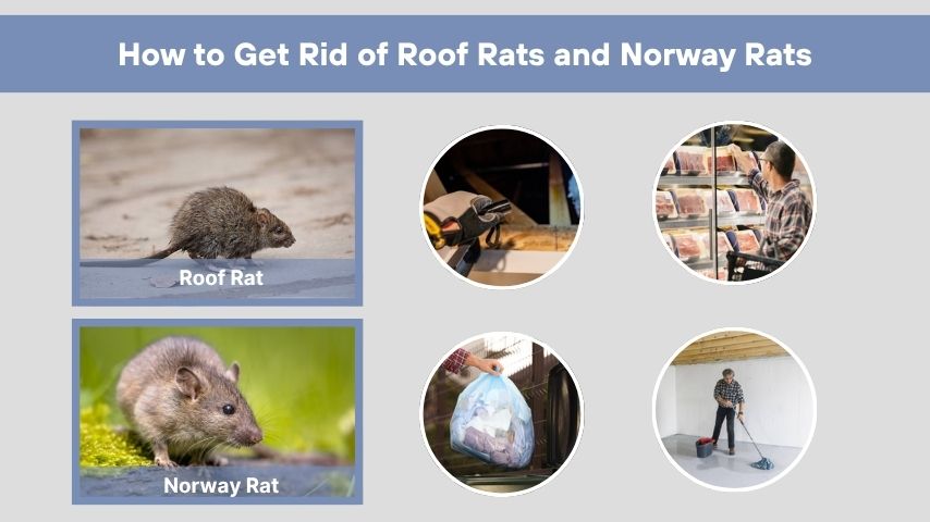 How to Get Rid of Roof Rats and Norway Rats
