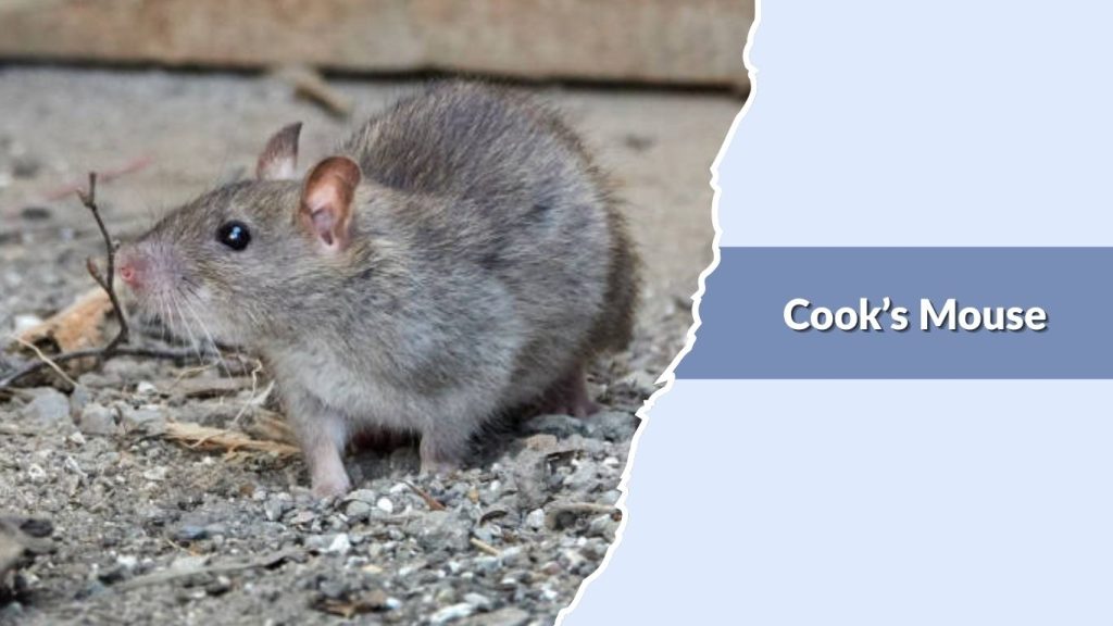 Cook’s Mouse