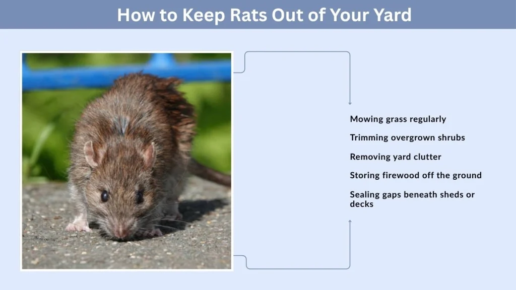How to Keep Rats Out of Your Yard