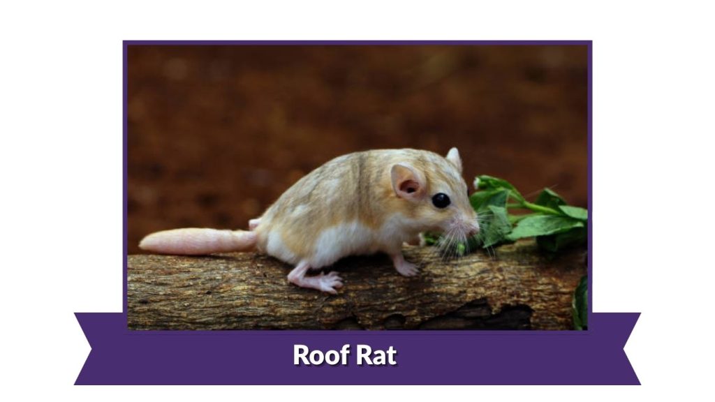 Roof Rat