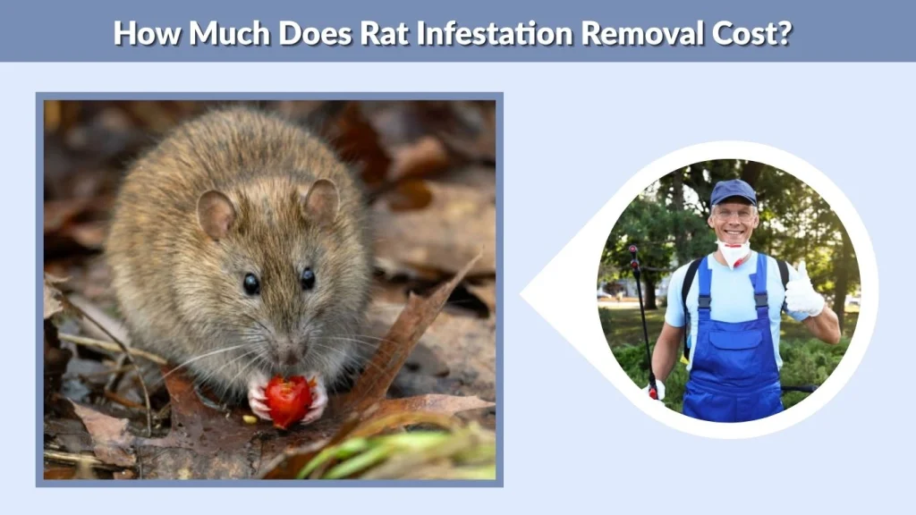 How Much Does Rat Infestation Removal Cost?