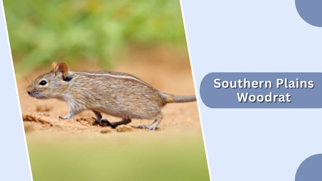 Southern Plains Woodrat