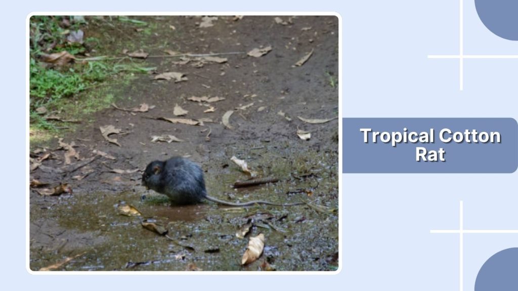 Tropical Cotton Rat
