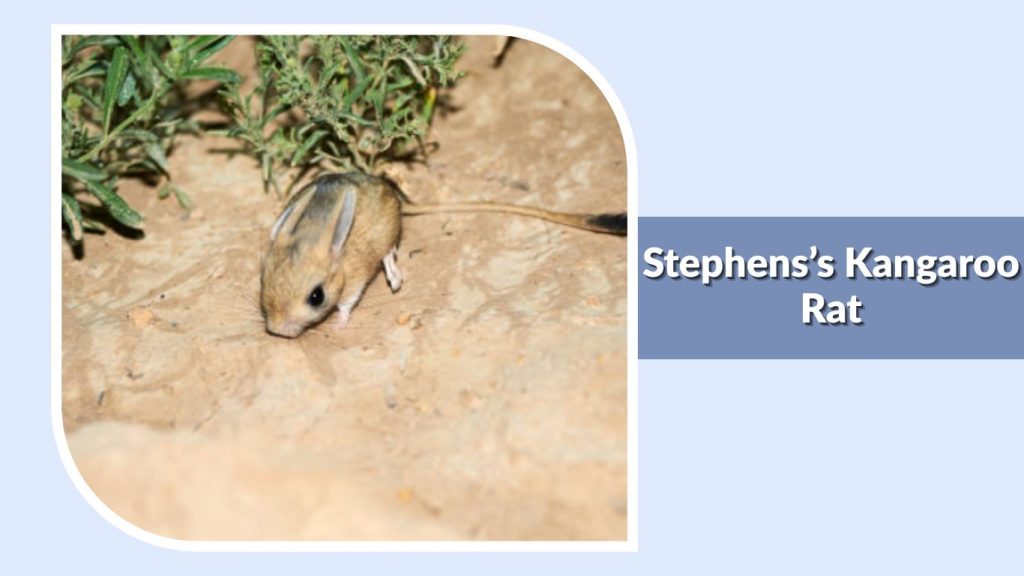 Stephens’s Kangaroo Rat
