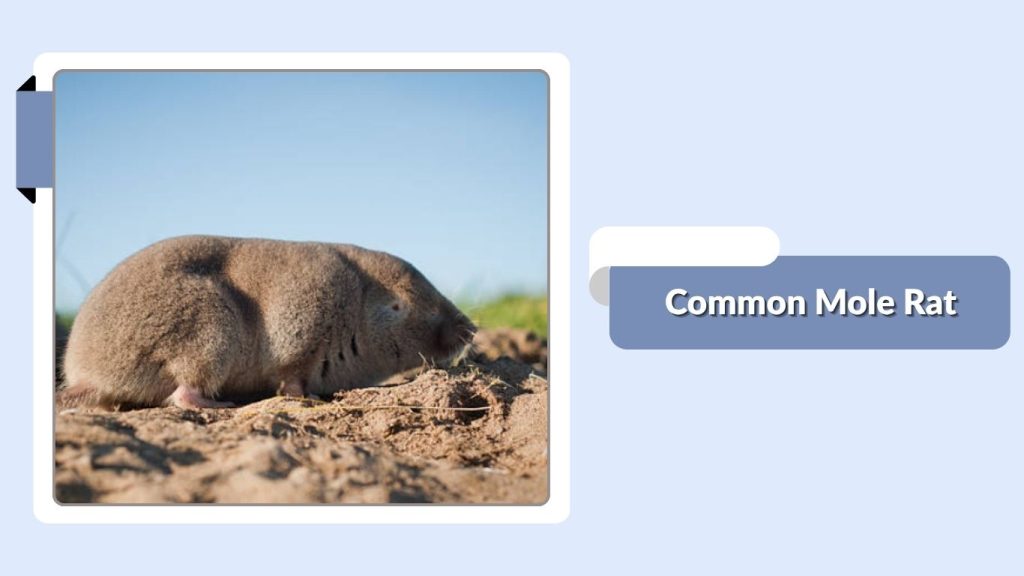 Common Mole Rat