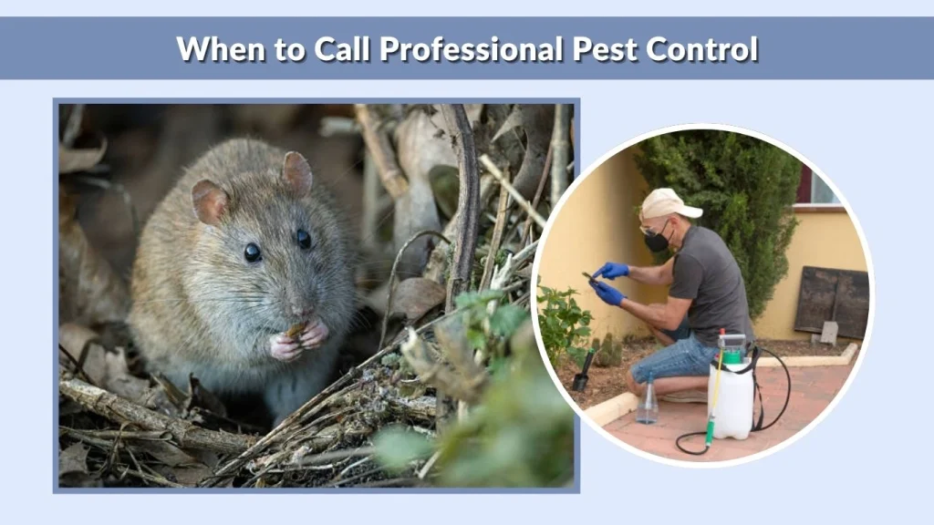 When to Call Professional Pest Control
