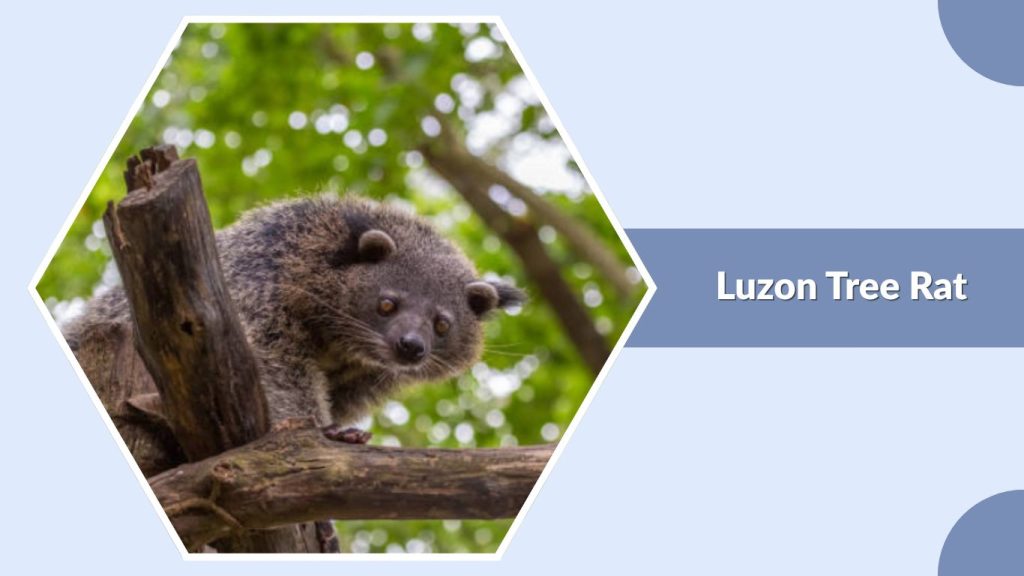 Luzon Tree Rat