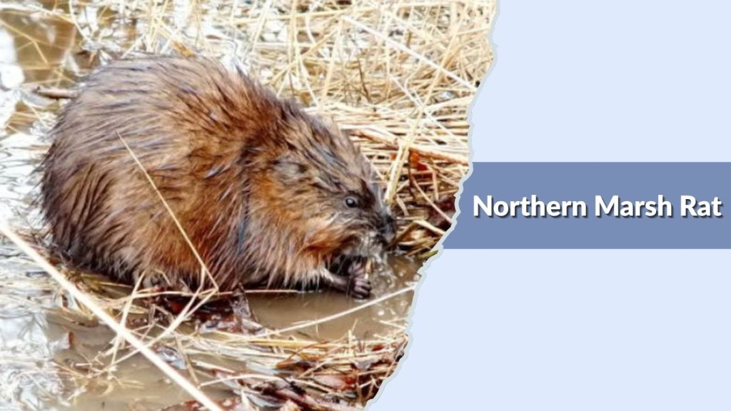 Northern Marsh Rat