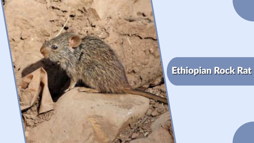 Ethiopian Rock Rat