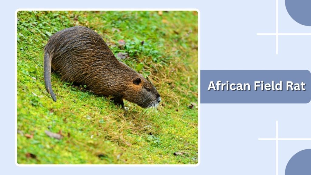African Field Rat