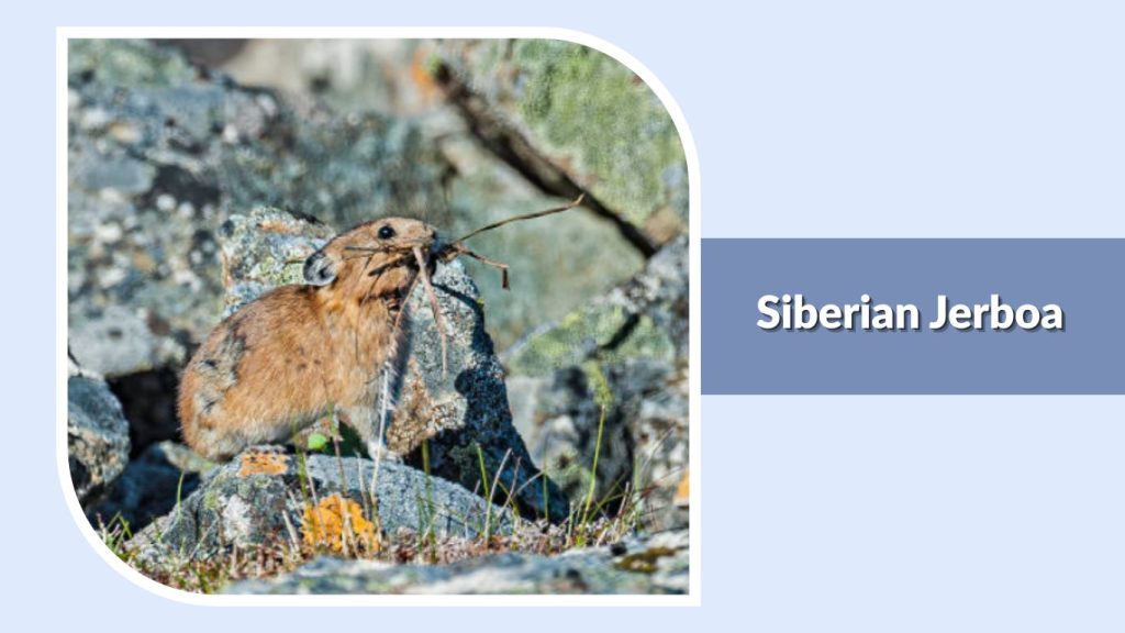 Siberian Jerboa