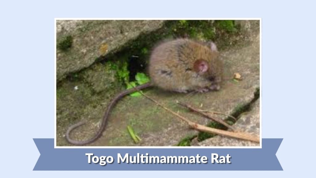 Togo Multimammate Rat