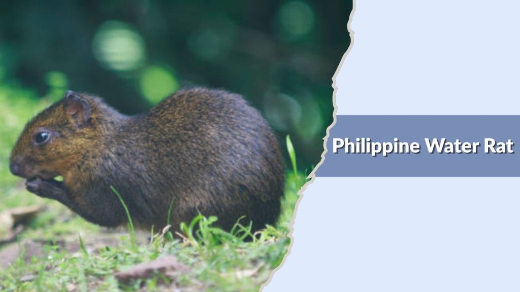 Philippine Water Rat