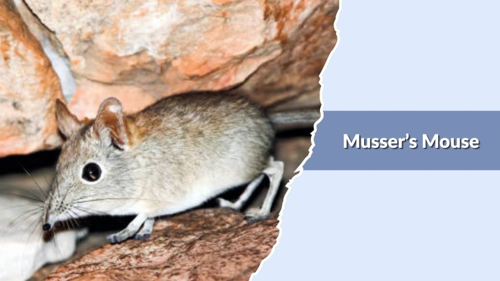 Musser’s Mouse