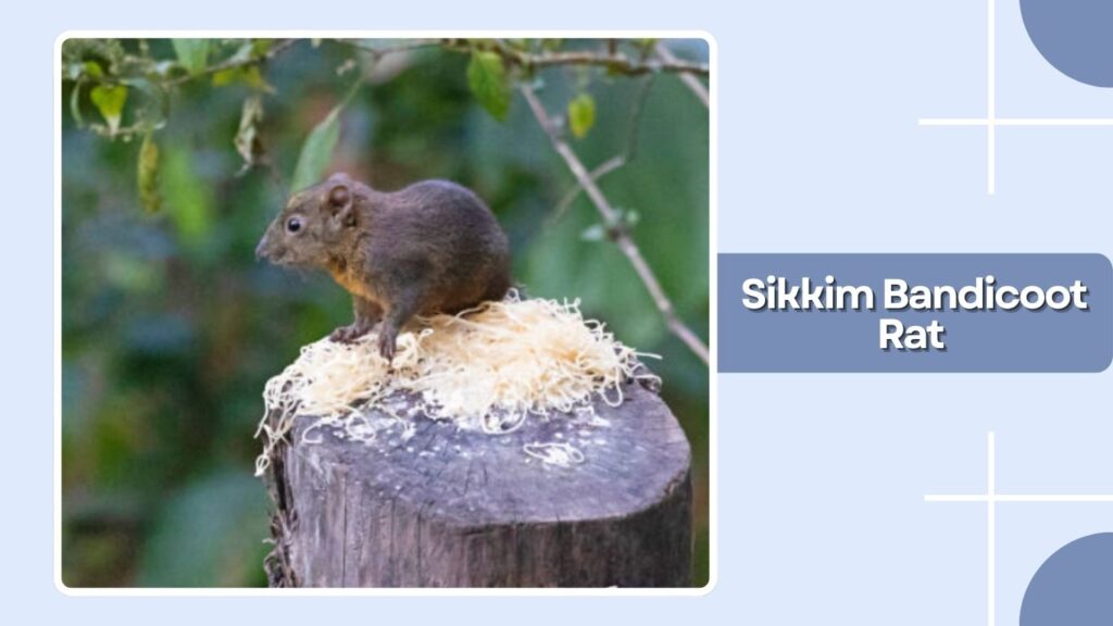 Sikkim Bandicoot Rat