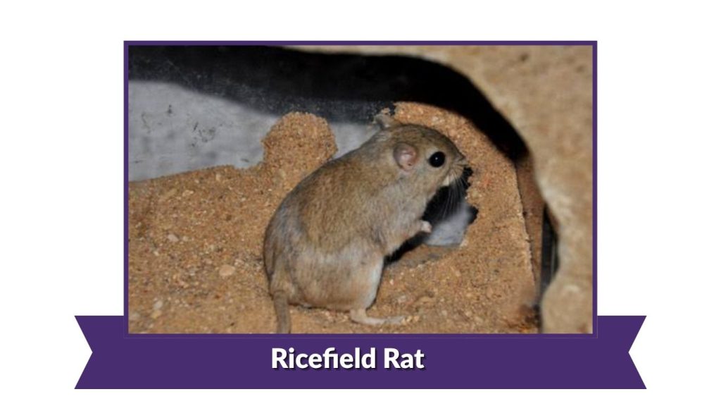 Ricefield Rat
