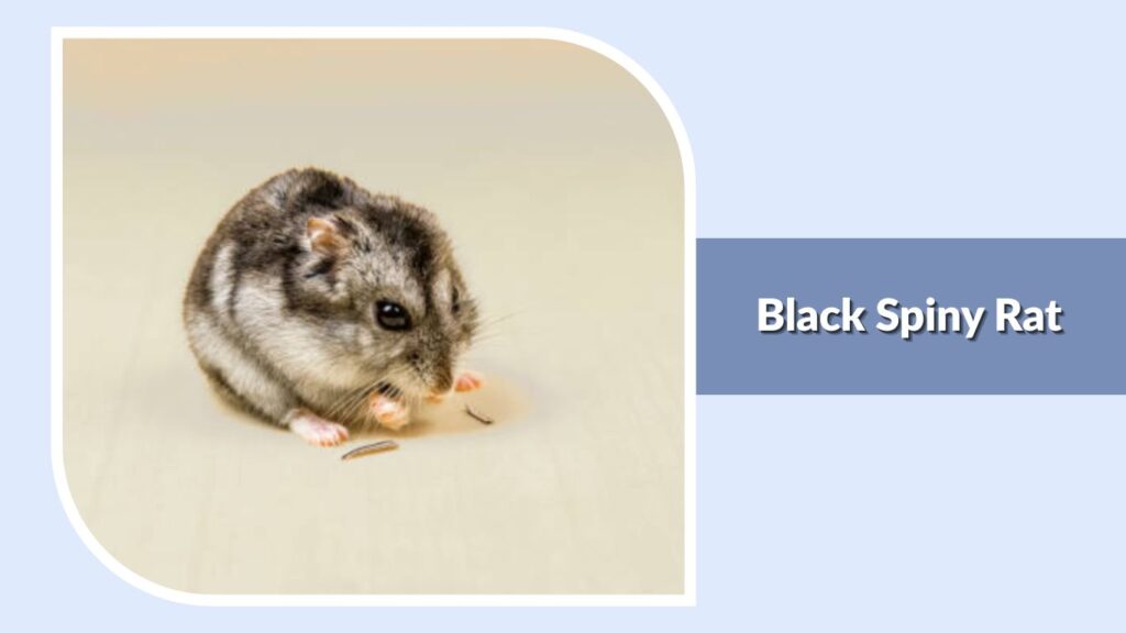 Black Spiny Rat