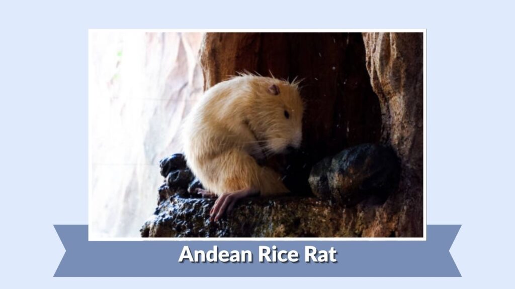 Andean Rice Rat