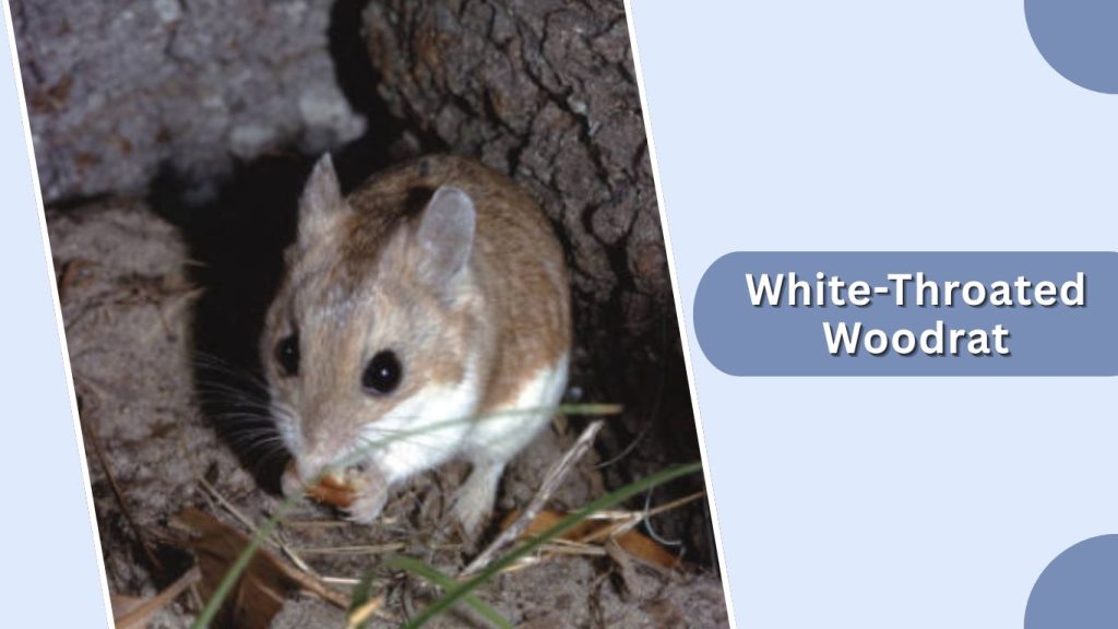 White-Throated Woodrat