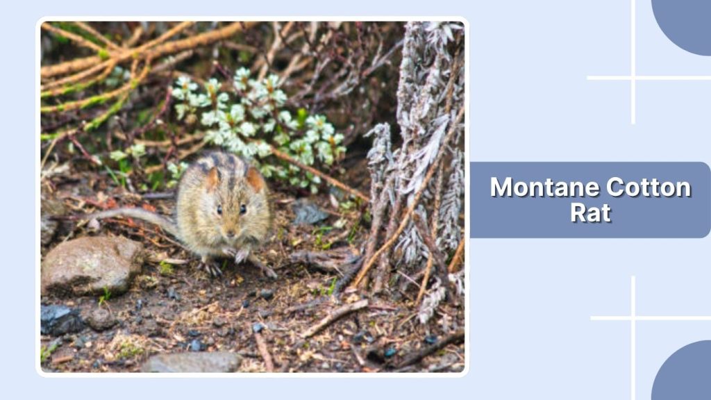  Montane Cotton Rat