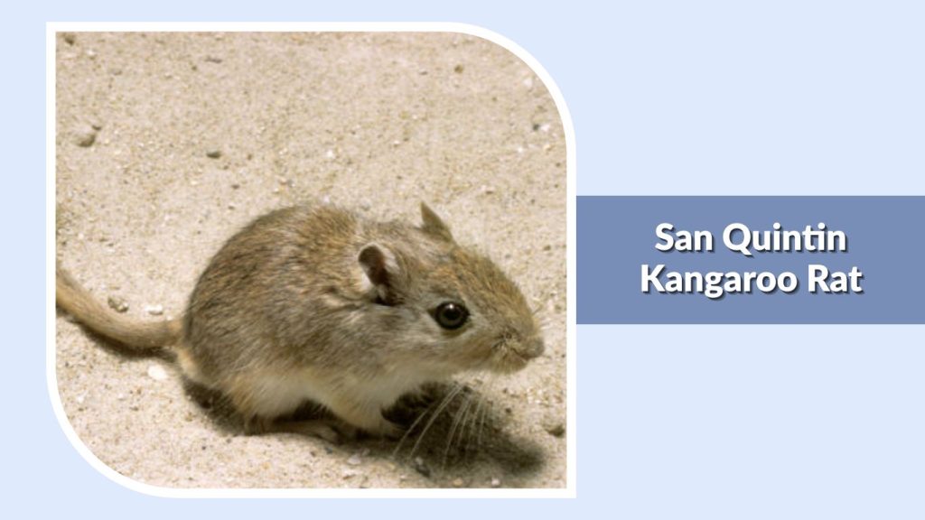 San Quintin Kangaroo Rat