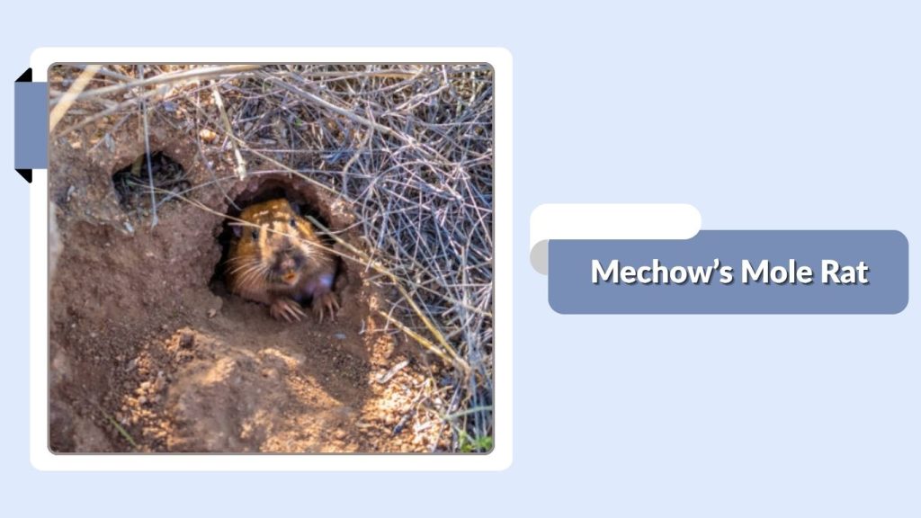 Mechow’s Mole Rat