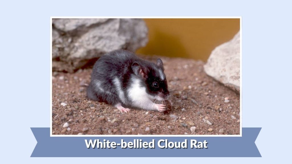 White-bellied Cloud Rat