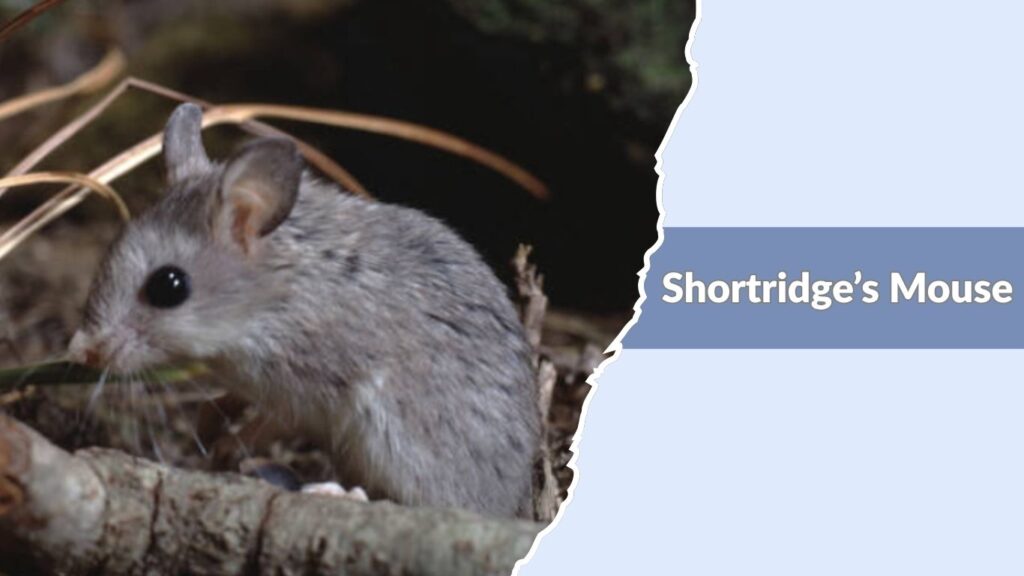 Shortridge’s Mouse