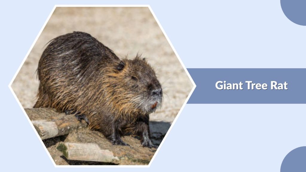 Giant Tree Rat