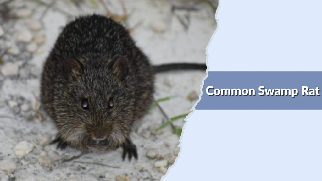 Common Swamp Rat