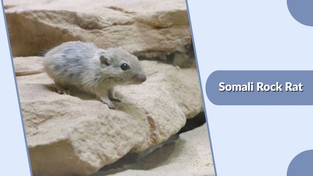  Somali Rock Rat