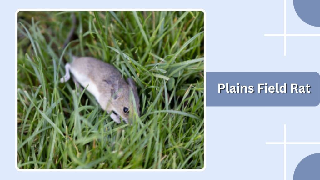 Plains Field Rat