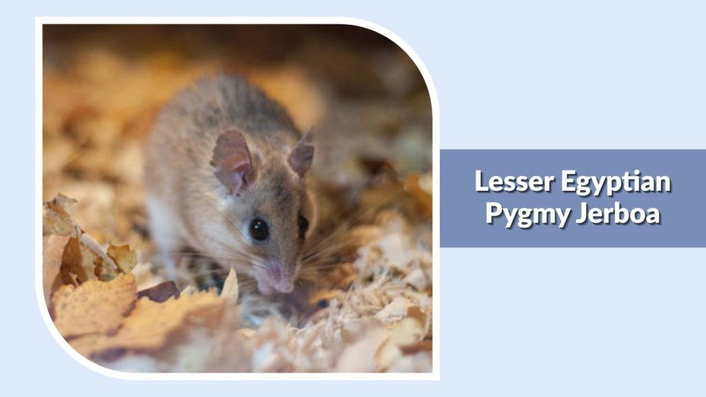  Lesser Egyptian Pygmy Jerboa