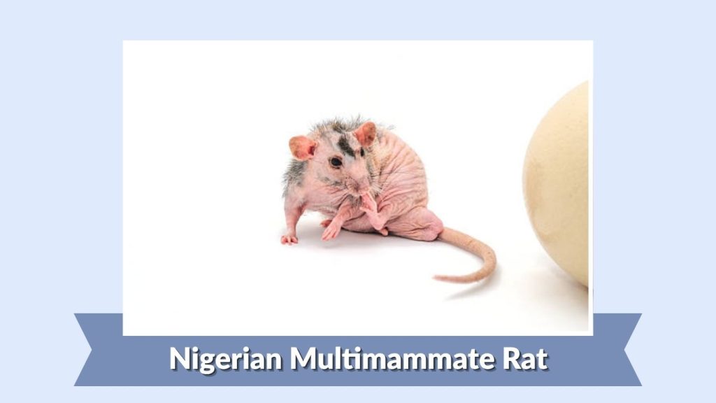 Nigerian Multimammate Rat