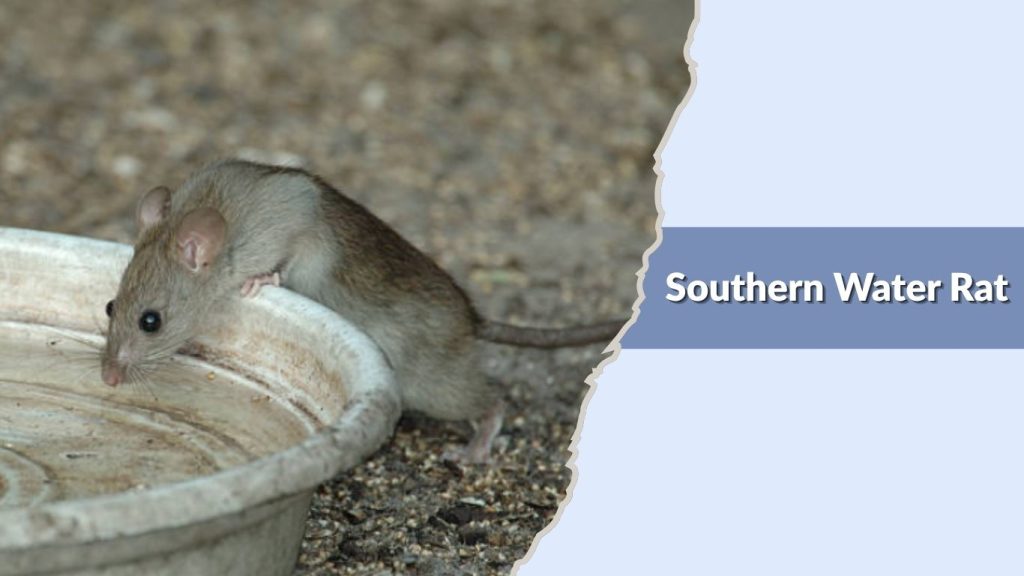 Southern Water Rat