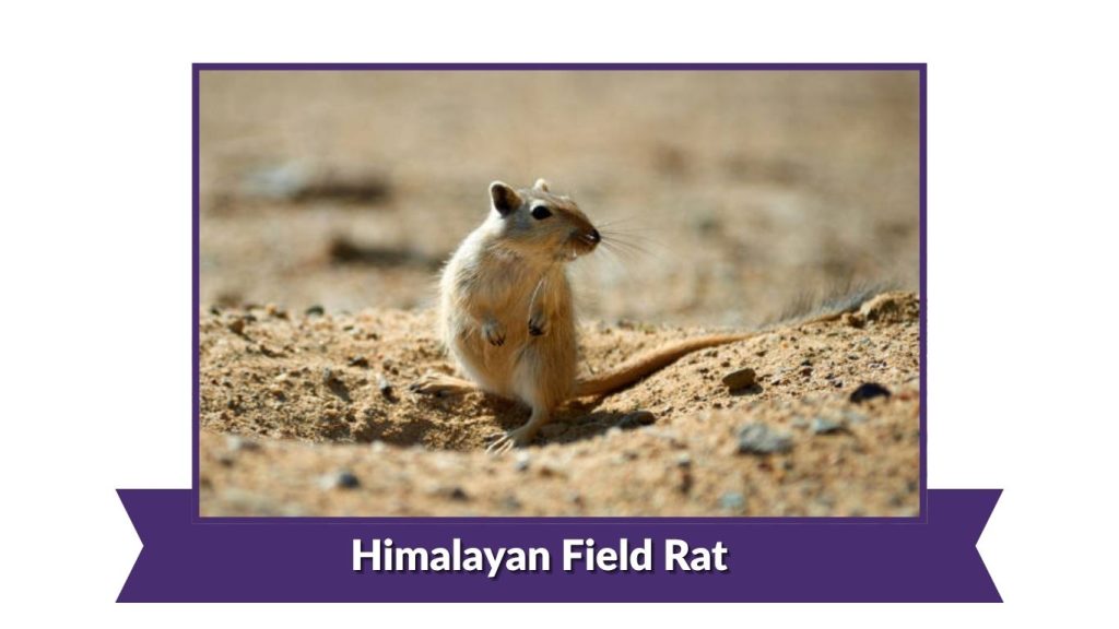 Himalayan Field Rat