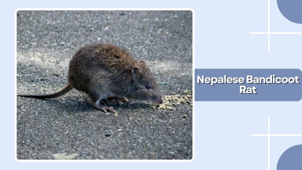 Nepalese Bandicoot Rat