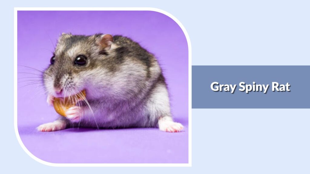 Gray Spiny Rat