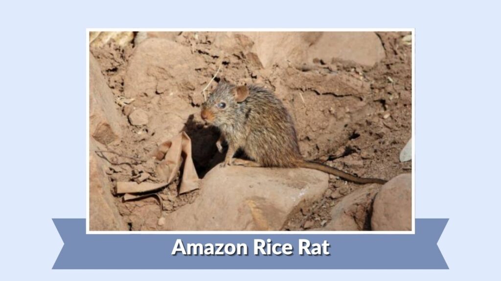 Amazon Rice Rat