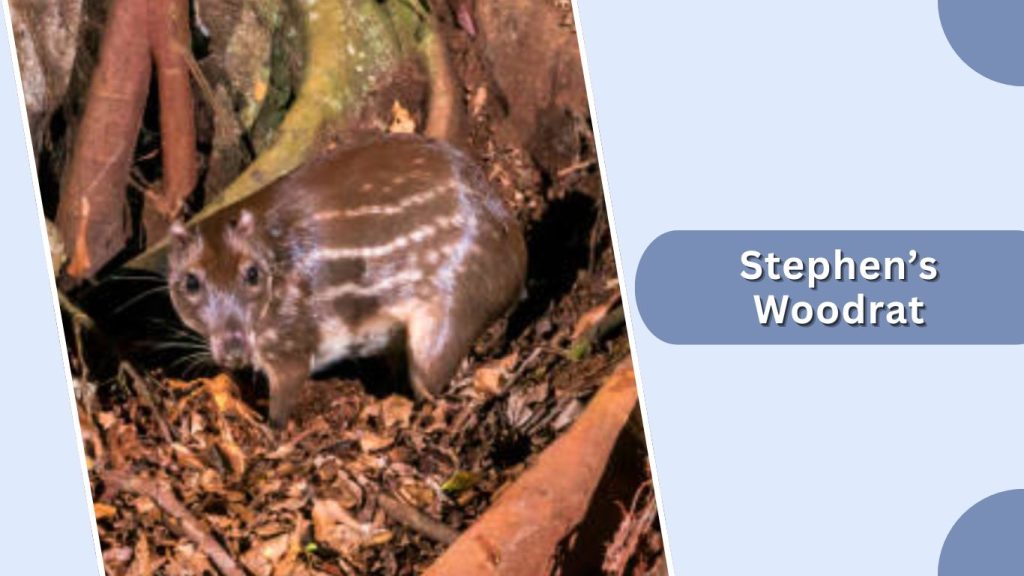 Stephen’s Woodrat
