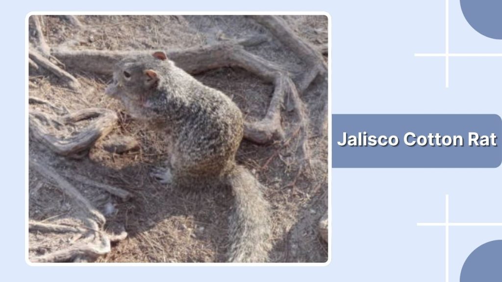 Jalisco Cotton Rat